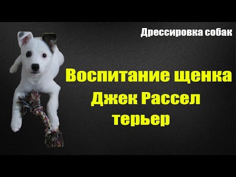 Видео: Воспитание щенка Джек Рассел терьер