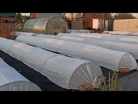 Видео: Очередные подкормки земляники! Омск, 03.05.2022г.