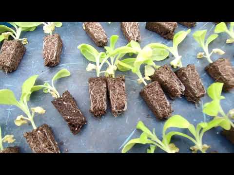 Видео: Маттиола. Начало.