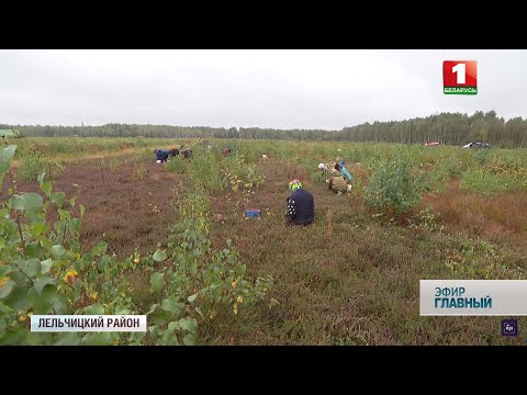Видео: Лельчицкий район — «лесной» регион страны. Место для жизни. Главный эфир