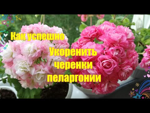 Видео: Как успешно укоренить черенки пеларгонии в любое время года