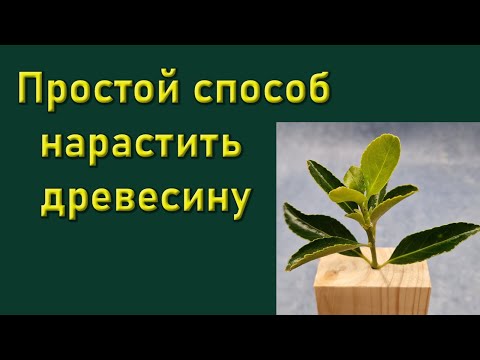 Видео: Простой способ наращивания древесины