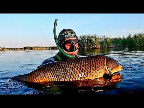 Видео: Долгожданный Трофей. Подводная охота в Татарстане