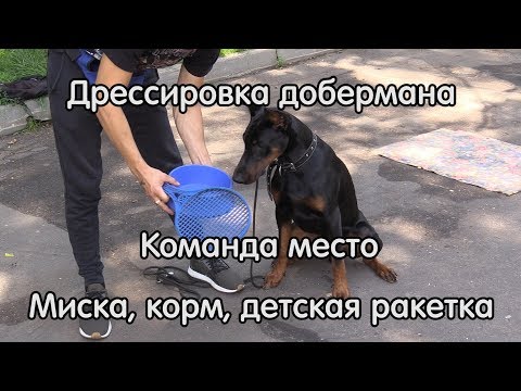 Видео: Дрессировка добермана, команда место, миска, корм, детская ракетка