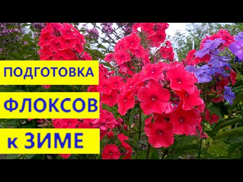 Видео: ФЛОКСЫ. Подготовка к зиме: обрезаем, подкармливаем и укрываем, чтобы хорошо перезимовали!