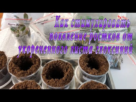 Видео: Как стимулировать появление ростков от укорененного листа глоксиний