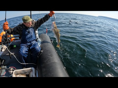 Видео: МОРСКАЯ РЫБАЛКА В ИЮЛЕ / БАРЕНЦЕВО МОРЕ  / SEA FISHING IN JULY