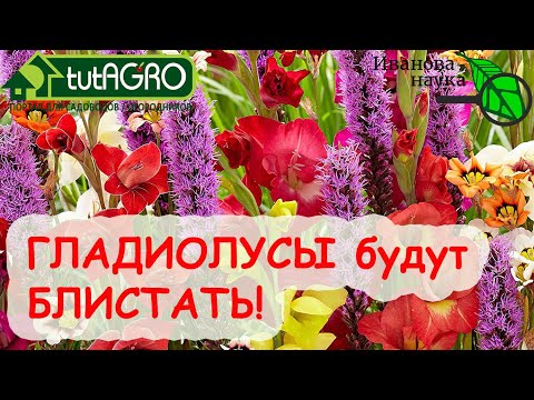 Видео: ТОЛСТЫЕ ЛУЧШЕ ХУДЫХ! ВЕЛИКОЛЕПНЫЕ ГЛАДИОЛУСЫ куда посадить, как выбрать, ревизия и защита