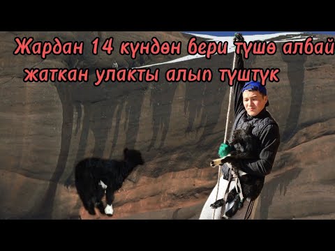 Видео: Жарда калган улакты куткардык/Жалал-Абад/Базар-Коргон/Кызыл-Ункур#Кыргызстан