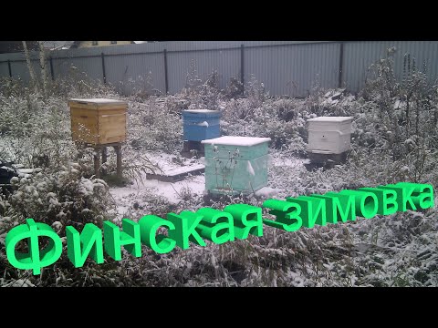 Видео: Профессор Кашковский про финскую зимовку пчёл