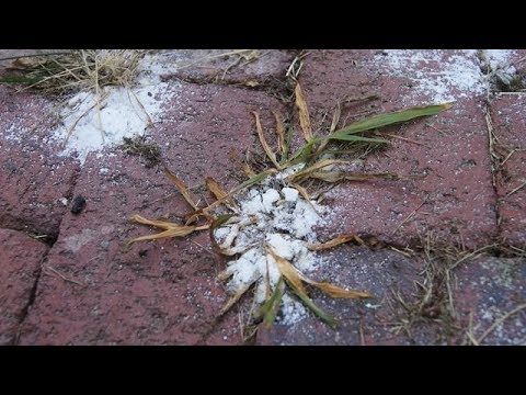 Видео: Всегда вырывала СОРНЯКИ руками ! Но ЭТО средство… Легко и надолго !