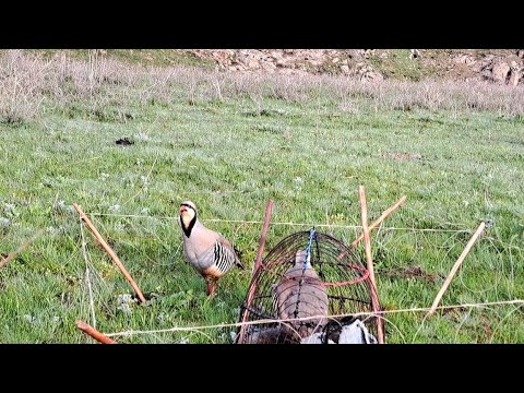 Видео: шикори алов