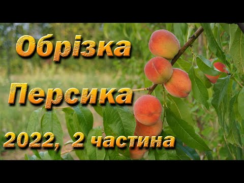 Видео: Обрізка персик 2022,  2-га частина + урожай