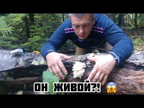 Видео: Лесная кухня!! Ежовик коралловидный, съедобен??? вот он какой!!!