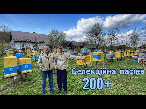 Видео: Апітерапія, Бакфаст, Вароа, Гетерозис. Пасіка Іван Михайлович Доскоч.