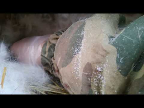 Видео: крольчатам 3 дня ОСМОТР ГНЕЗДА КРОЛЬЧИХИ