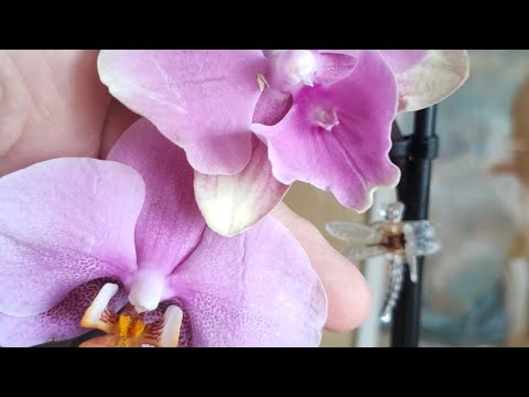 Видео: Орхидеи фаленопсис биглип OX Rose Gold (?) и ароматная Hanni Dark Pink.