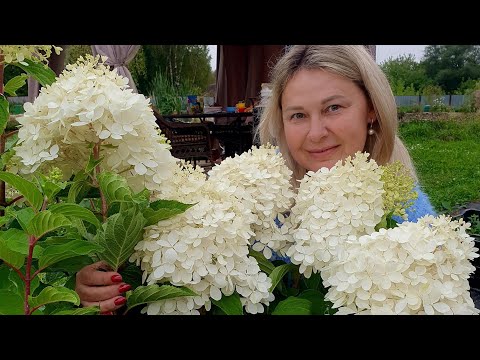 Видео: Сколько должен стоить саженец гортензии?Отвечаю на ваши вопросы!