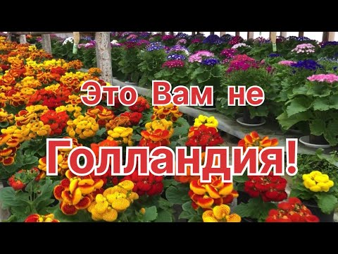 Видео: Как ВАМ такие БУКЕТЫ? От этих ЦВЕТОВ дух захватывает!
