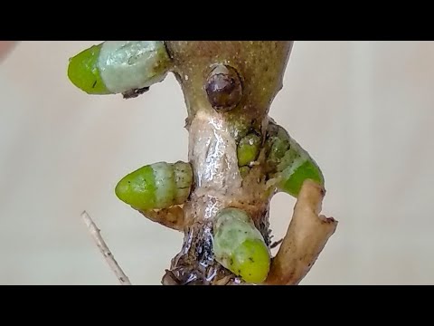 Видео: КОРНИ орхидеи ПРУТ КАК ТАНК! орхидеи БЕЗ КОРНЕЙ дай АСКОРУТИН! ПОЛИВ для ПОЯВЛЕНИЯ корней орхидеи!