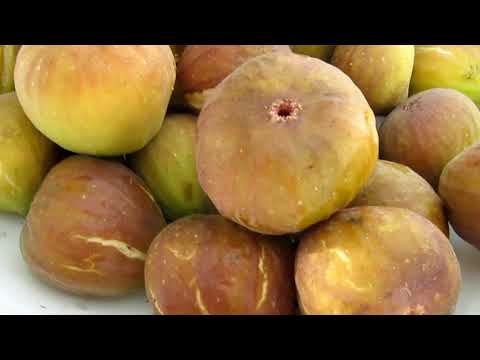 Видео: ИНЖИР. ДЕГУСТАЦИЯ.