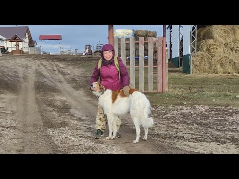 Видео: Село Жигули - река Уса. Последние дни осени.