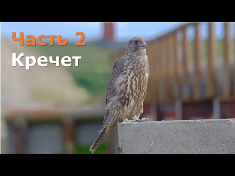 Видео: Ямбург: соколиное месторождение. Кречет / Gyrfalcons of Yamburg (English subtitles)