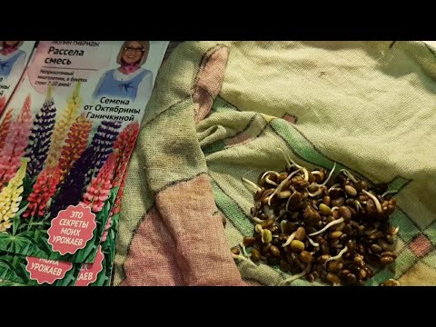 Видео: Семена Прорастут БЫСТРО этим способом ЛЮПИНЫ выращиваем из семян