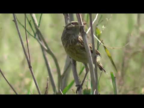 Видео: Алтата инеш буйлары