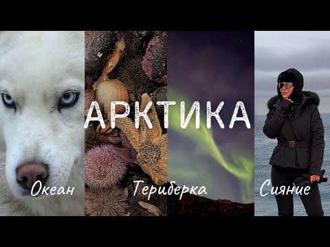 Видео: НА КРАЮ ЗЕМЛИ🌏 VLOG: Териберка, Арктика! Дайвинг, северное сияние, морские котики🦭