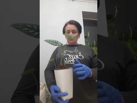Видео: Первая пересадка клонов венум