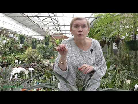 Видео: Ананас