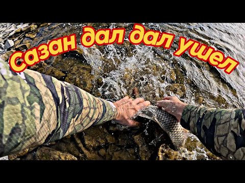 Видео: Сазана видел, салам загонял