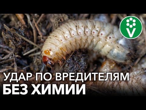 Видео: БИОЛОГИЧЕСКОЕ ОРУЖИЕ ПРОТИВ ВРЕДИТЕЛЕЙ - ХИЩНЫЙ ГРИБ МЕТАРИЗИУМ. Особенности применения, размножения