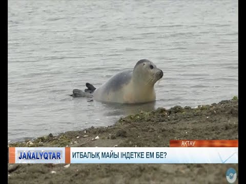 Видео: Итбалық майы індетке ем бе?