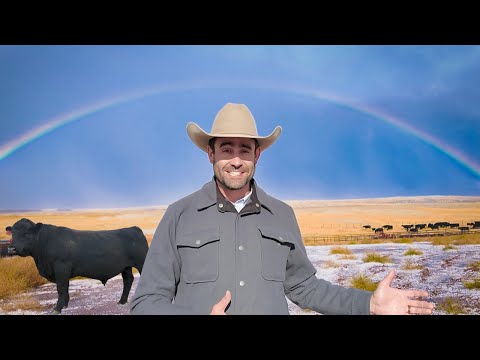 Видео: Крупный рогатый скот. Страна. Связь. Тур по породе ангусов Монтана 2025 года