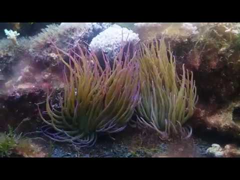 Видео: содержание актиний anemonia sulcata