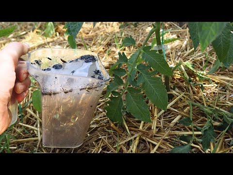 Видео: Калийно-кальциево-магниевые удобрения – растения