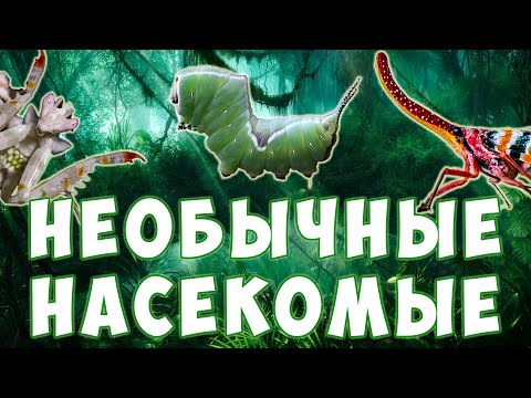 Видео: Самые необычные насекомые | Развивающий мультфильм для детей | Карточки Домана
