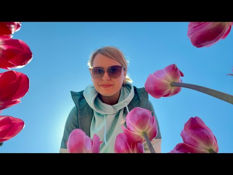 Видео: КРЫМ ЯЛТА парад тюльпанов Никитский ботанический сад. Вы такого не видели