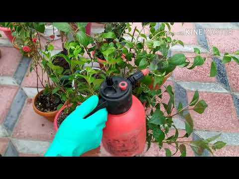 Видео: Фукция ва бальзаминга  озука бериш тогрисида