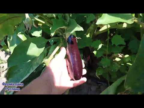 Видео: Дози добрива під рослини ☘️ скільки та як вносити . 