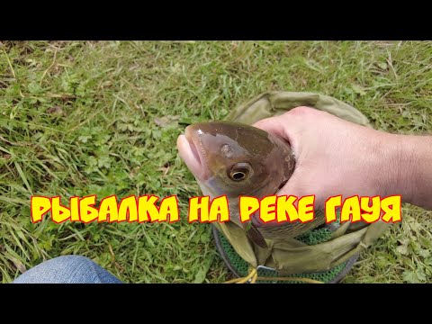 Видео: Рыбалка на реке Гауя