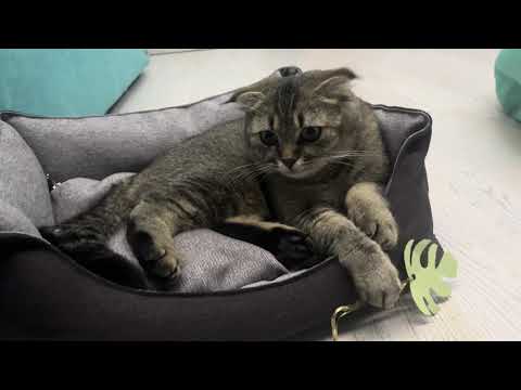 Видео: Улюблена кровать Коко 😻