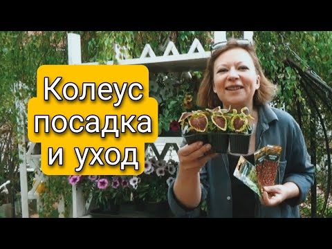 Видео: ПРЕКРАСНЫЕ КОЛЕУСЫ | ТОНКОСТИ ВЫРАЩИВАНИЯ | КОЛЕУСЫ ПОСАДКА И УХОД | Светлана Самойлова