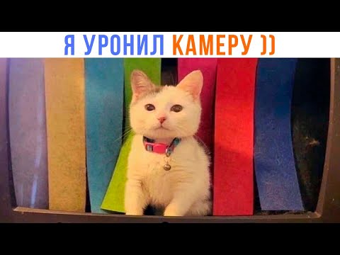 Видео: ИЗВИНИТЕ, ЭФИРА НЕ БУДЕТ ))) | Приколы с котами | Мемозг 1414
