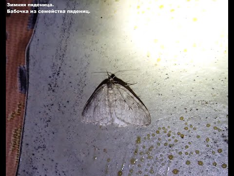 Видео: 2024.09.11. Норильск. Бабочка. Зимняя пяденица.