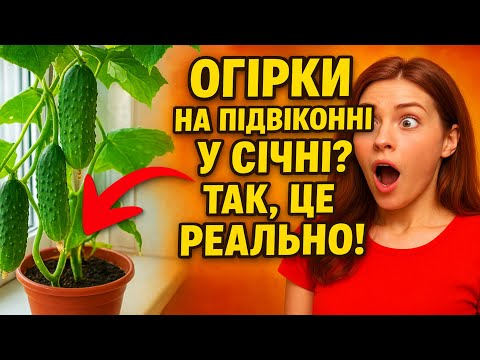 Видео: Огірки на підвіконні у січні? 🥒 ТАК, ЦЕ РЕАЛЬНО! Покроковий план: від листопада і до збору врожаю.