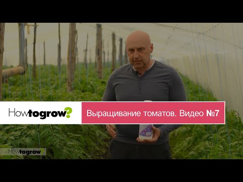 Видео: Питание томатов перед цветением. Видео 7