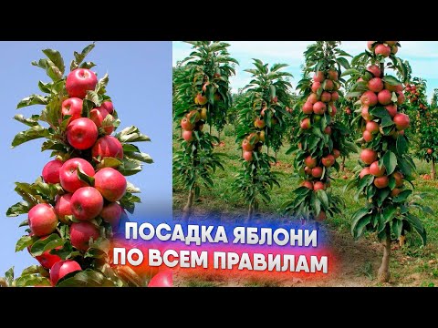 Видео: Посадка яблони по всем правилам